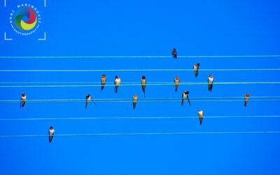 Birds notes