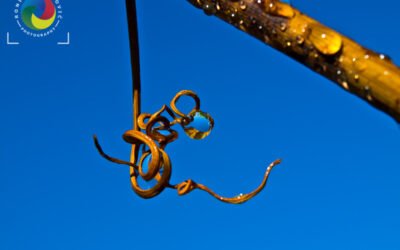 Drop of water on grape plant