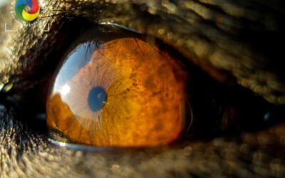 Beba eye