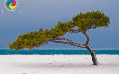 Lone tree at snow