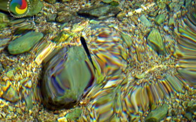 Spot the fish