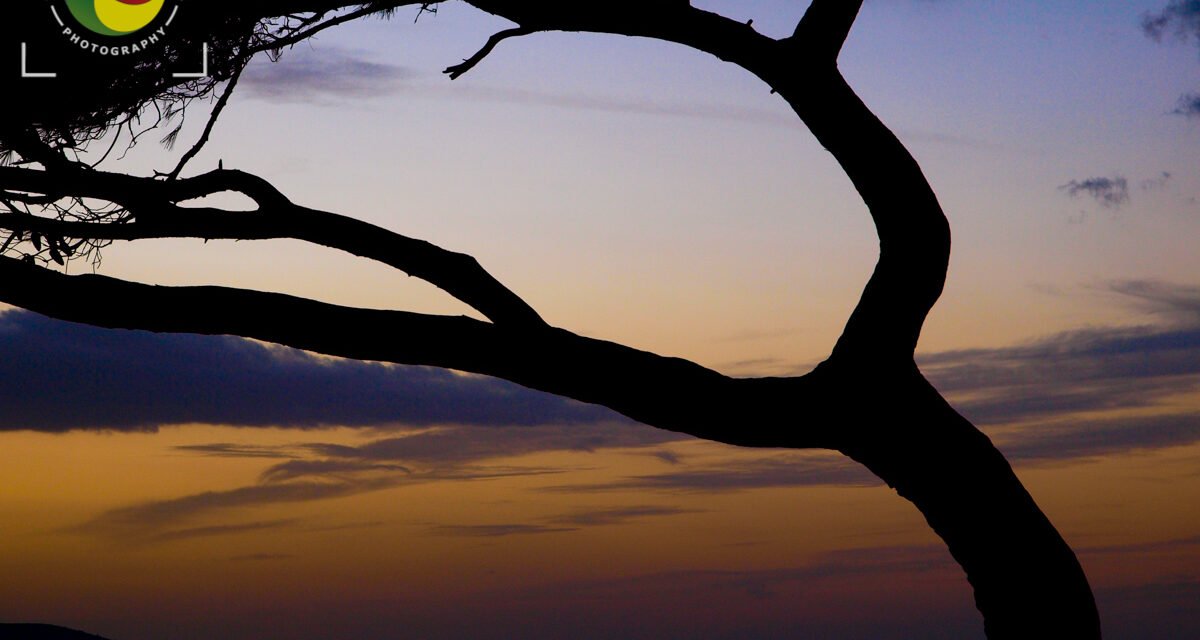 Lone tree sunset 2