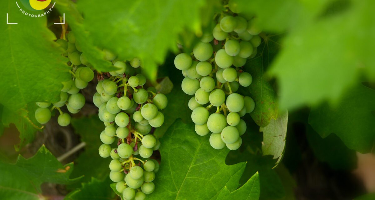 Young green grape
