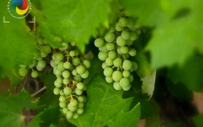 Young green grape
