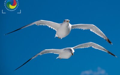 Tandem