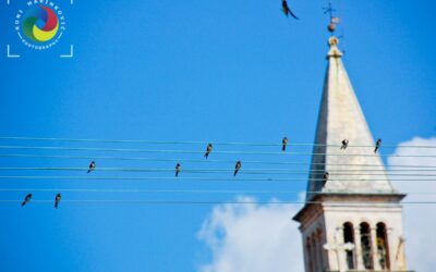 Birds at church