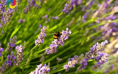 Lavender bee