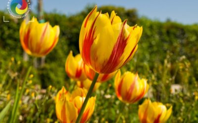 Tulip fields